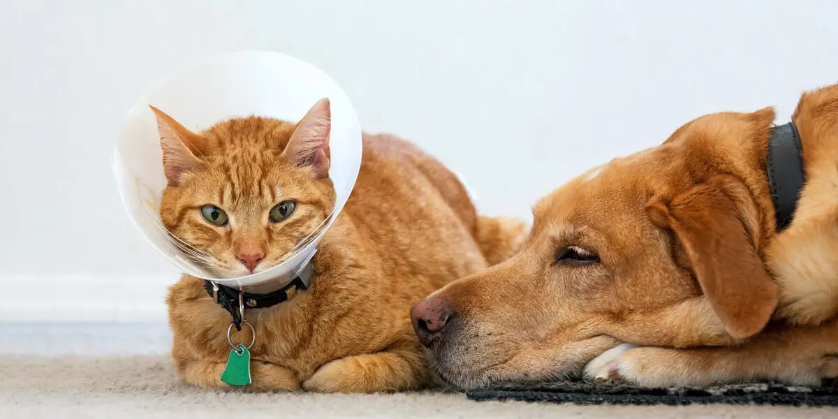 Affordable Pet Insurance Plans for Cats in the US: A Complete 2025 Guide